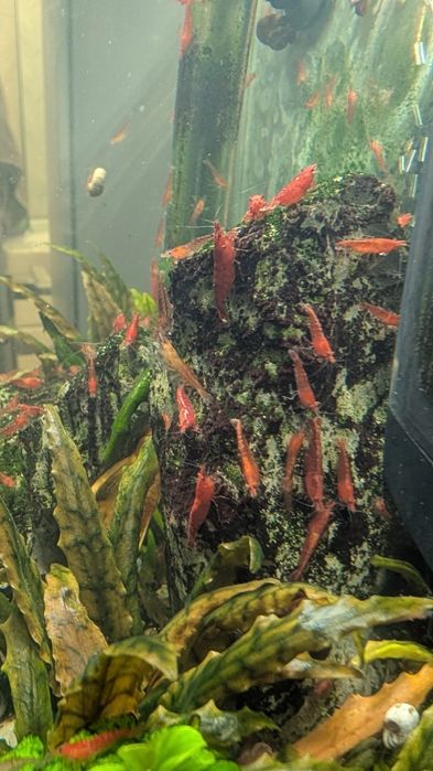 Креветки аквариумные красные (чери)