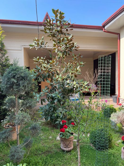 Магнолия сими летная для вашего сада