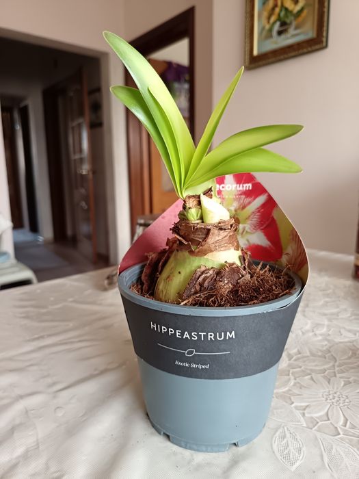 Цветок амариллис