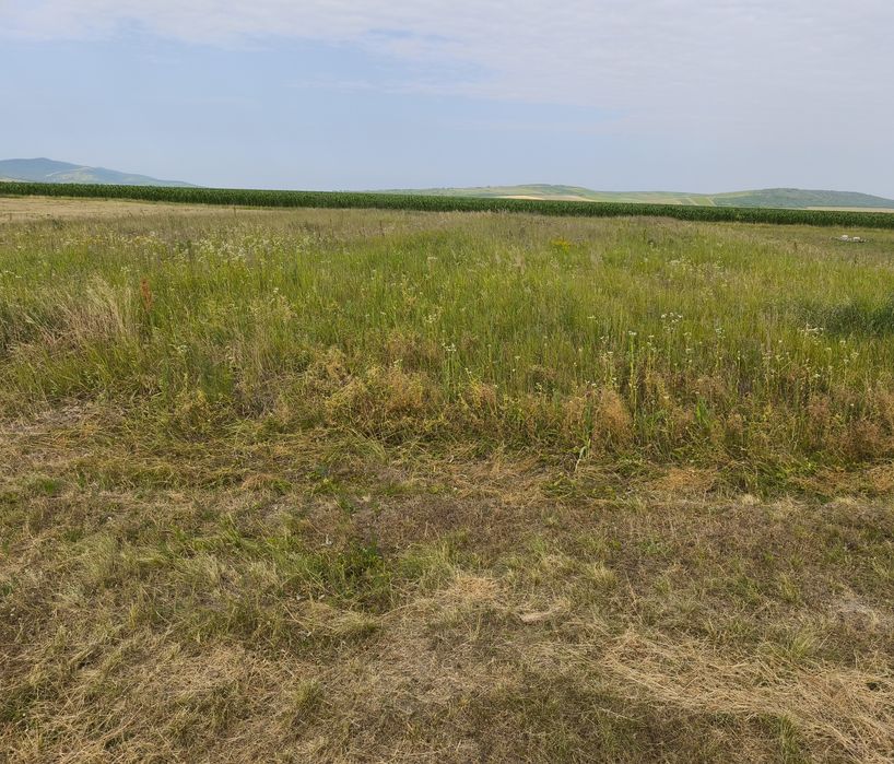 Vând loc de casă în Com. Tîrnova, Jud. Arad