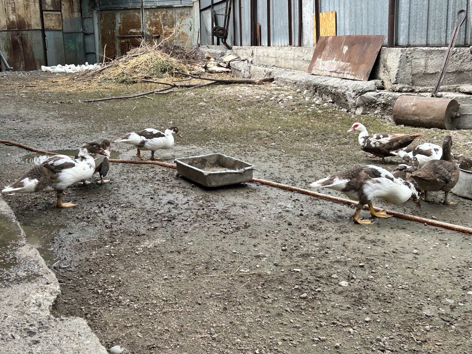 Продаются индоутки