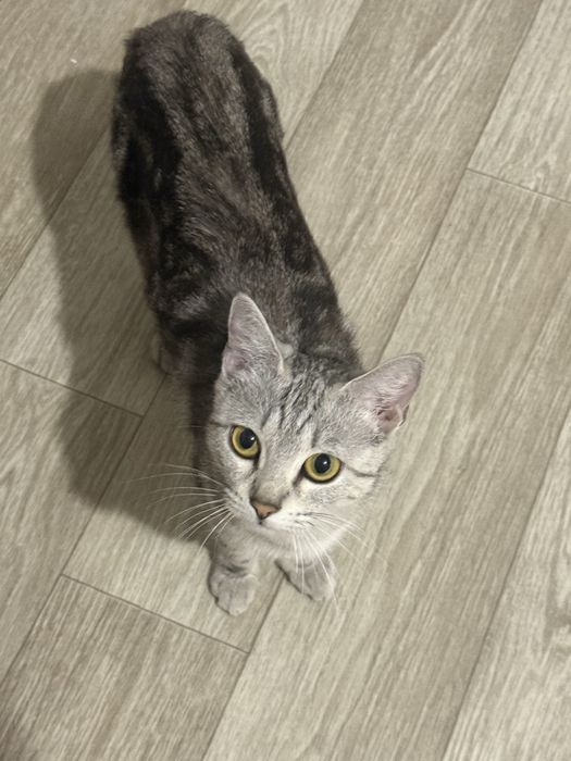 Кошечка для души