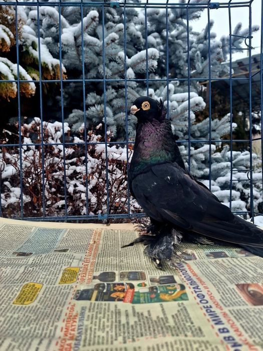 Продам самца жука молодого