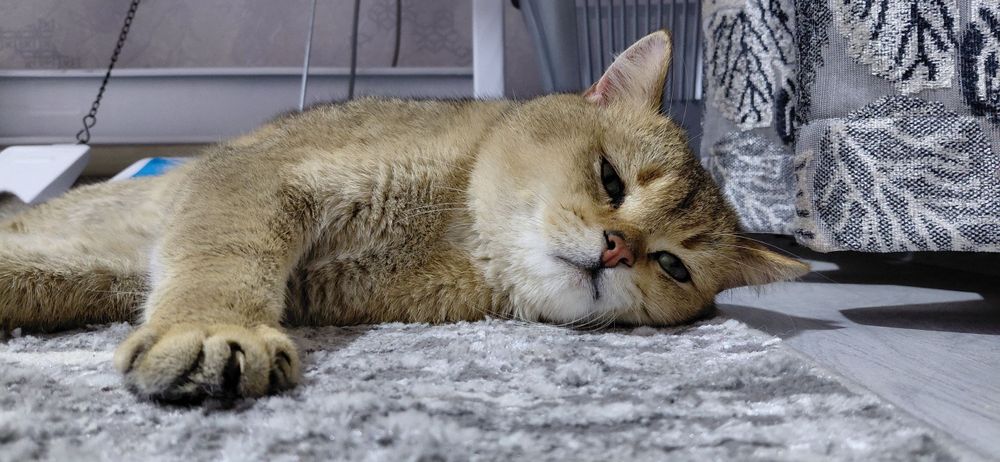 Мушуг сотилади Биртаниски шиншила огил бола насил олиш мумкин 1 йош