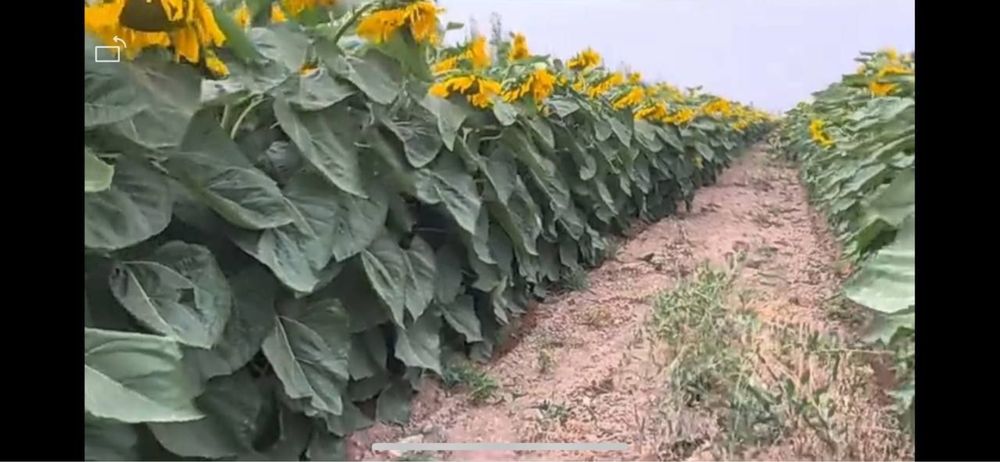 Т-6 марка Т6 МЕГА семечка уруглари