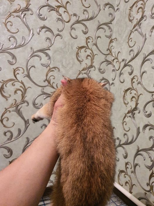 Золотой шиншила здоровый