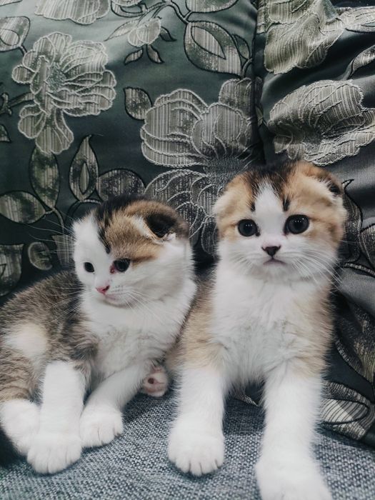 Шотландские вислоухие котята