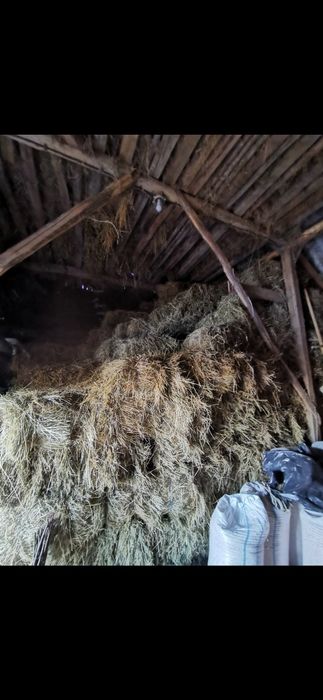 Vând baloți de fân cu lucernă.