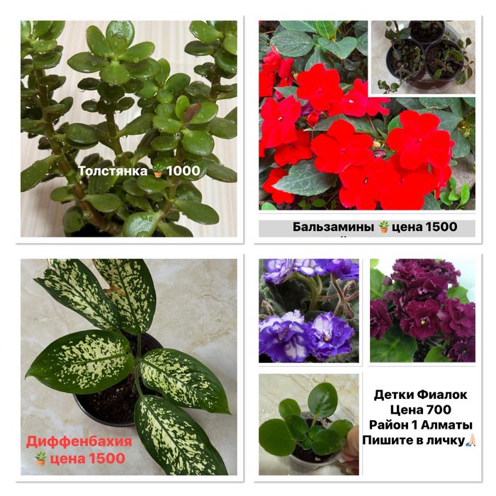 Продам Бегонии вечноцветущие