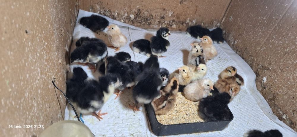 Pui australorp, pui gaini pitice