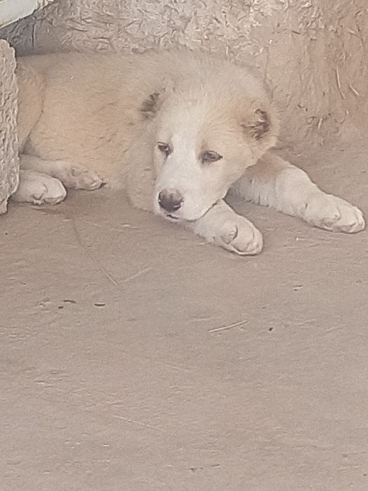 1 oylik urg'ochi alabay sotiladi Surxandaryo Termiz 1 oylikdan utdi