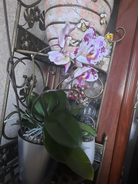 Продам хавортию ростет быстра