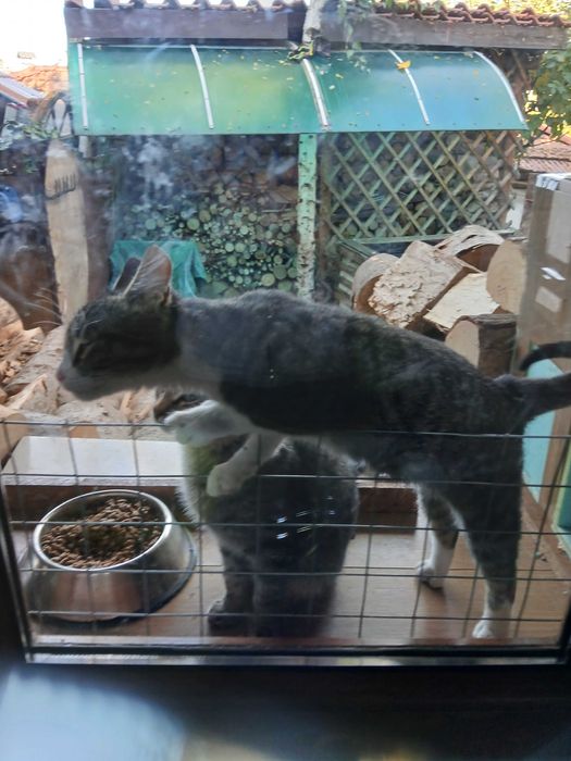 Подарявам 1 годишни котета