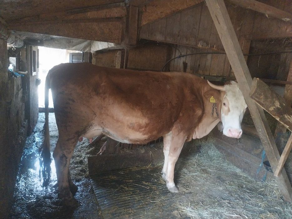 Vând vacă Balțata Românească cu vitea