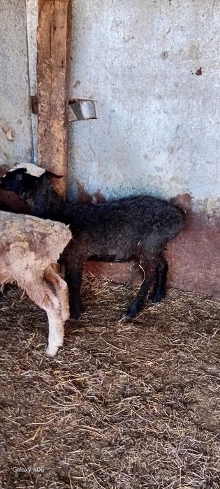 Ярки курдючные 25года