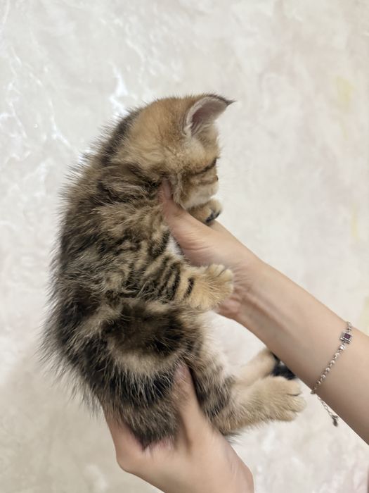 продаются котята шиншилы