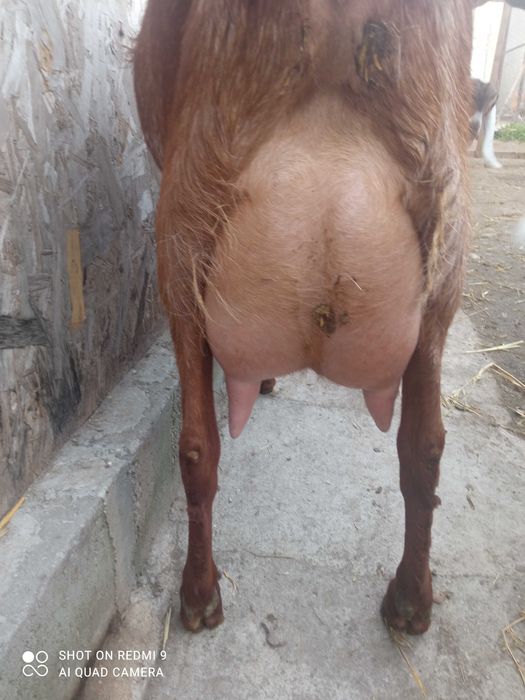 Capră anglonubian .