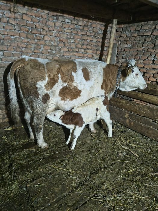 Vacă fătată cu vițel mascul de două săptămâni