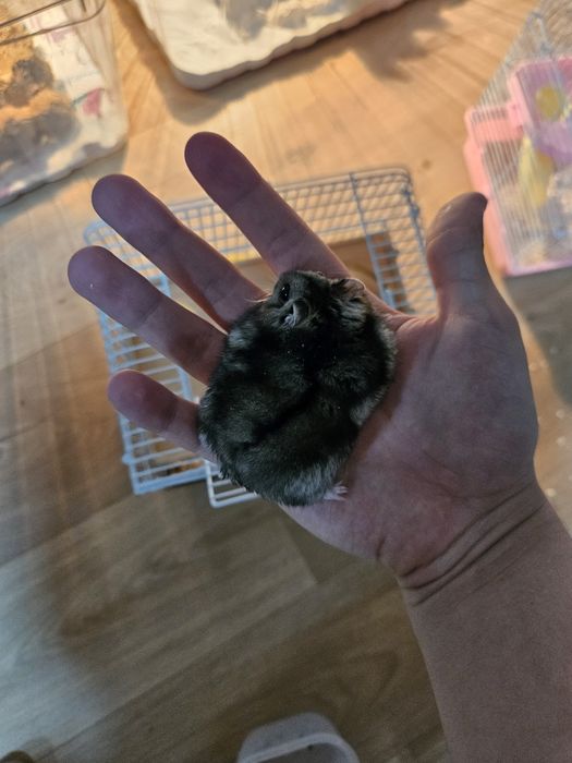 Продаю клетку с хомяком