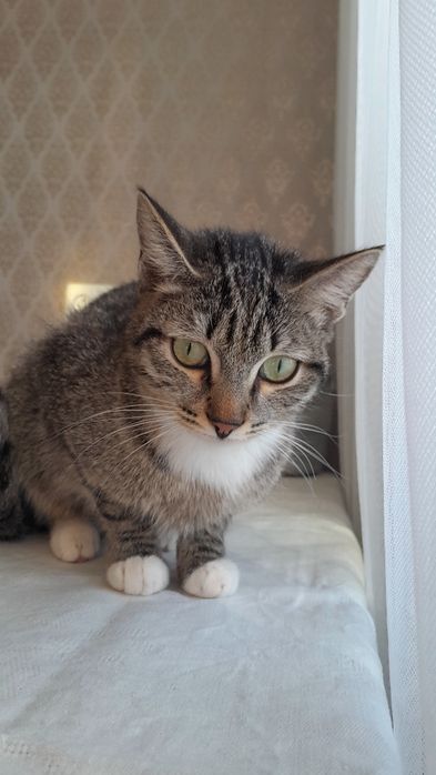 Отдам кота в добрые руки