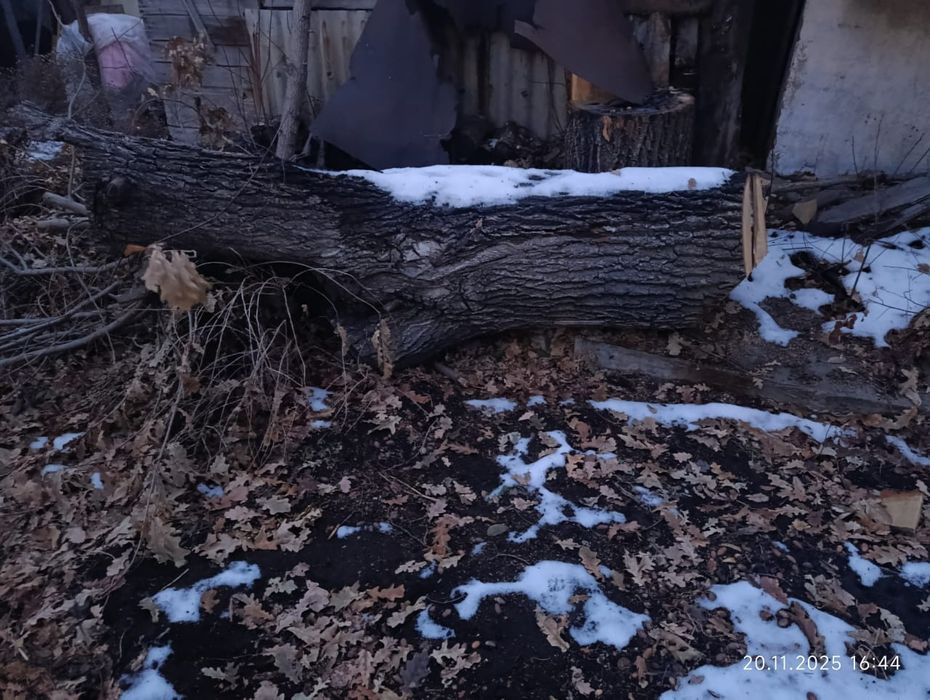 Древесина дуба..