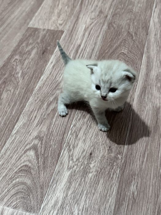 Продам очень красивые кошки !