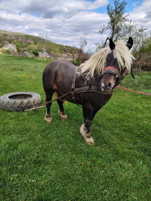 Mânjii și iapă de vânzare