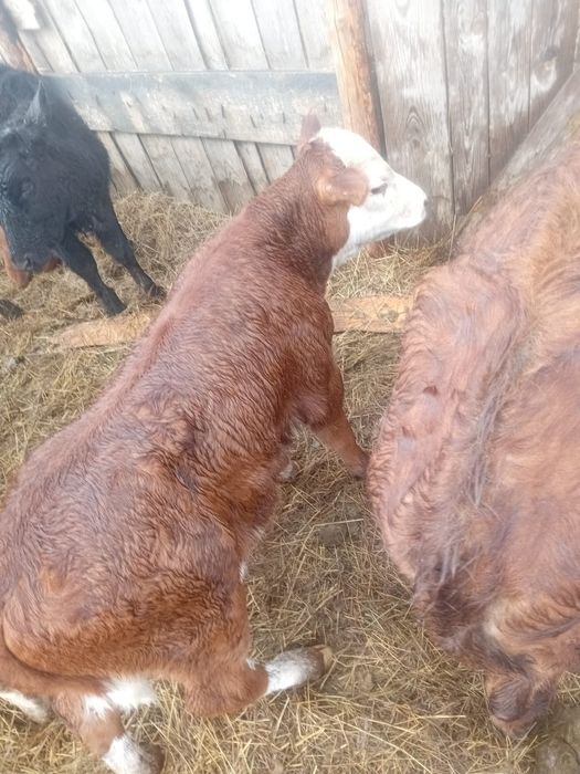 Продам двух бычков