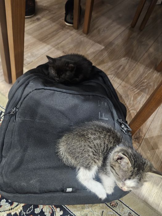 2 кошечки. Бесплатно