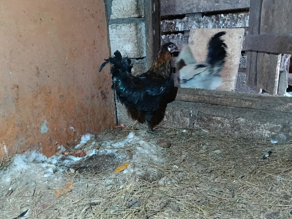 Әтештер сатылады 5000 Адлер, кучин