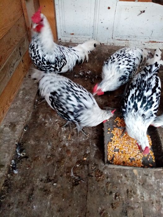 Vând cocoși Hamburg