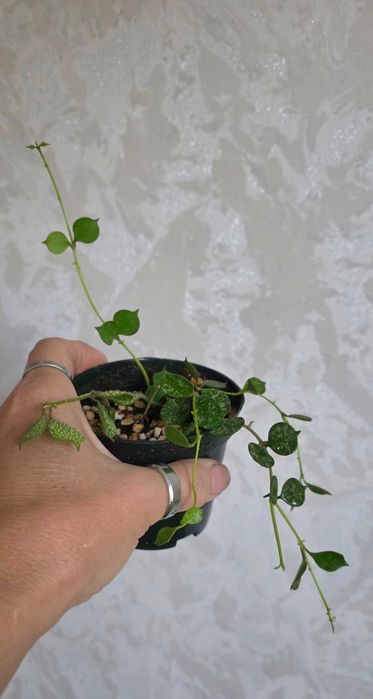 Хойя куртиси споэш