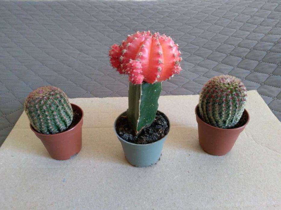 Кактус - кактус -