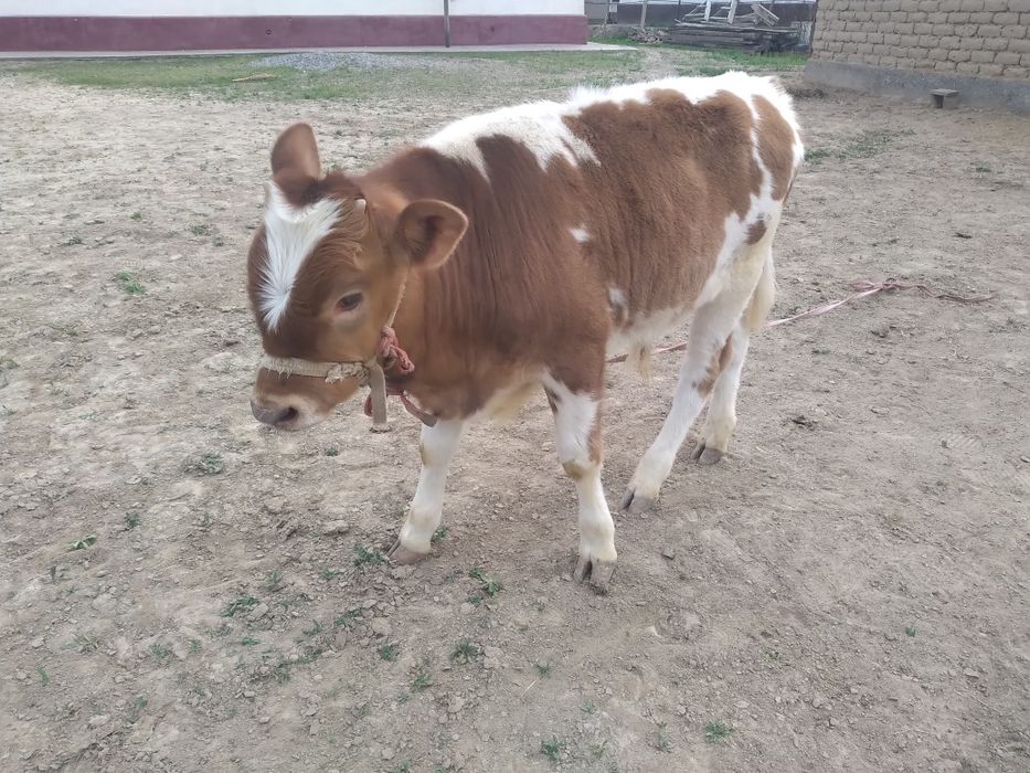 Бұзаулы Сиыр           .