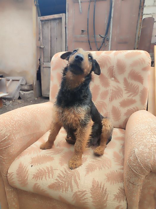 Продам суку ягдтерьера