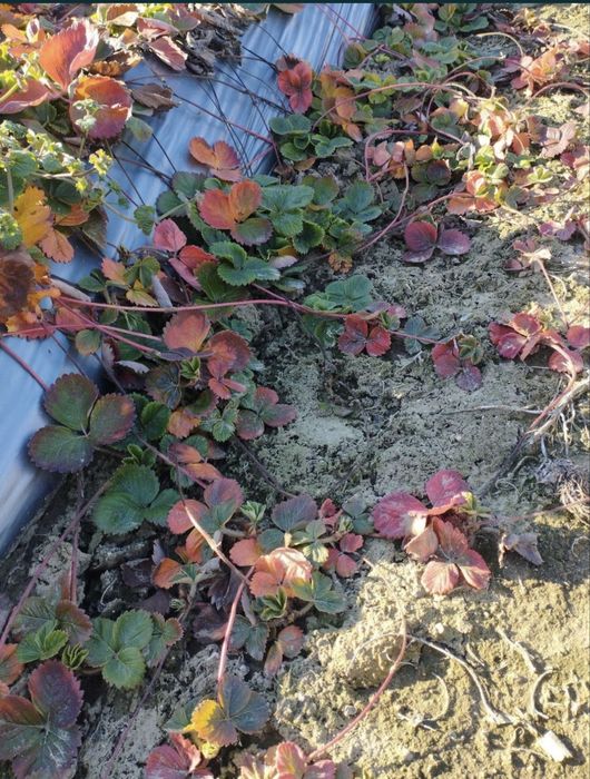 Разсад ягоди “АЛБА” 0.35ст.