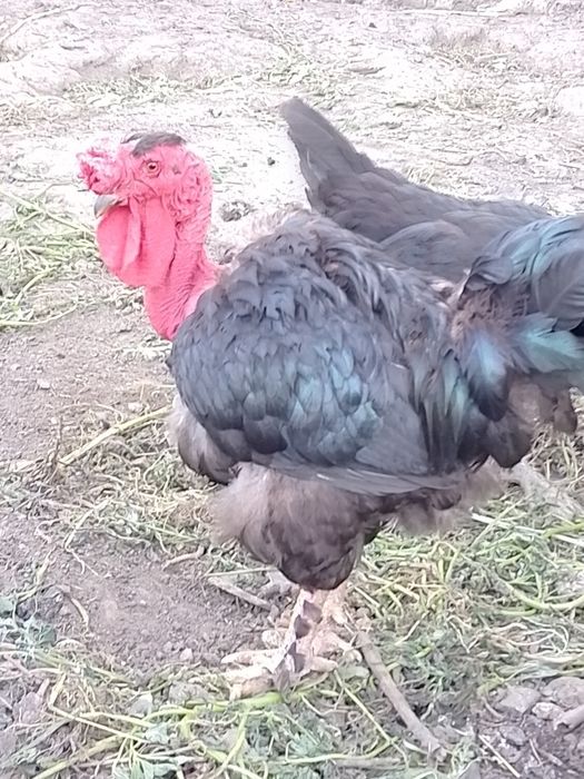 Vând găini și porumbei
