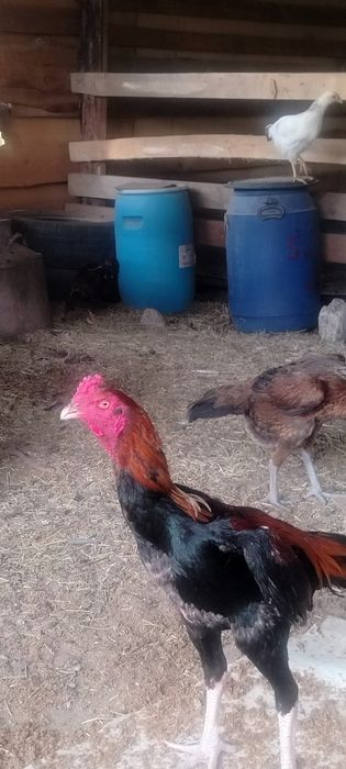 Продаётся дакан бойцовые петухи