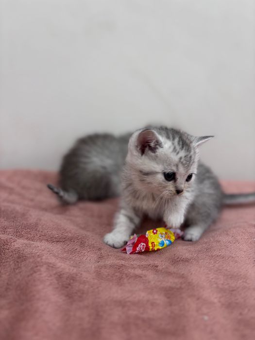 Котята Скотиш страйт