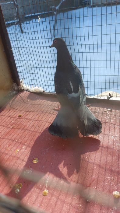 Широкохвостые голуби