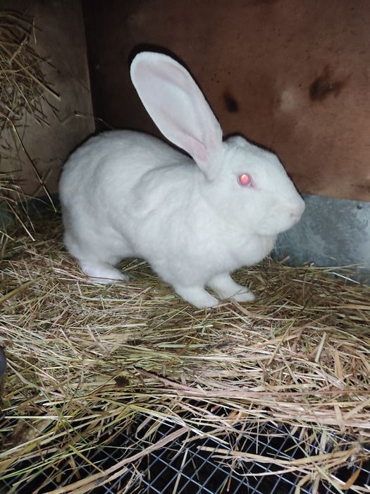 Продам самку Великана