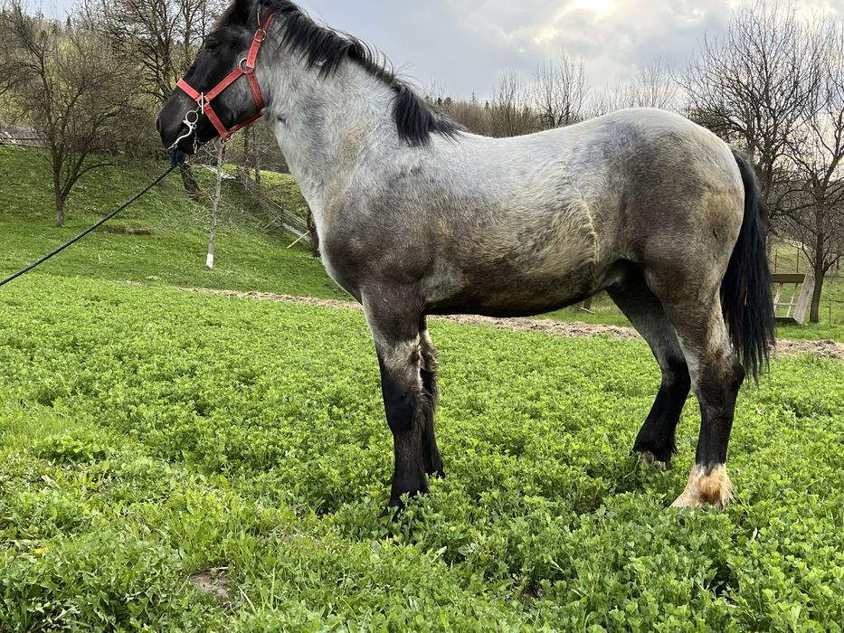 Manz de vanzare, pret negociabil