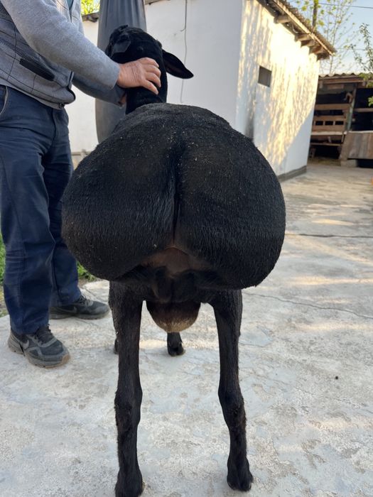 Кошкар сатылады 1 жасар