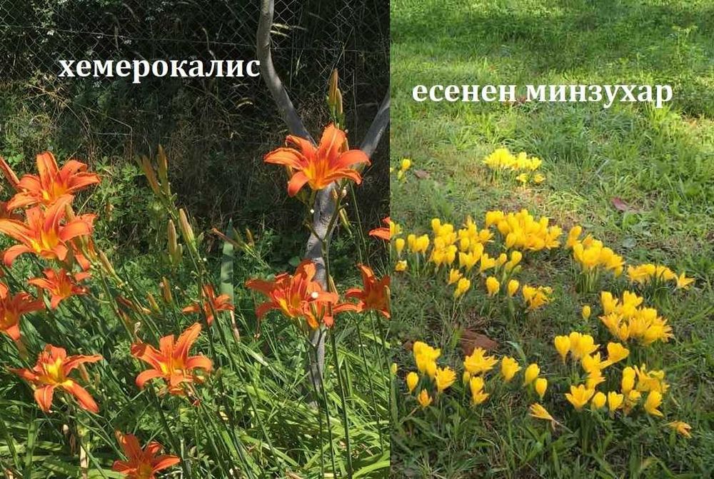 Луковици и грудки на цветя