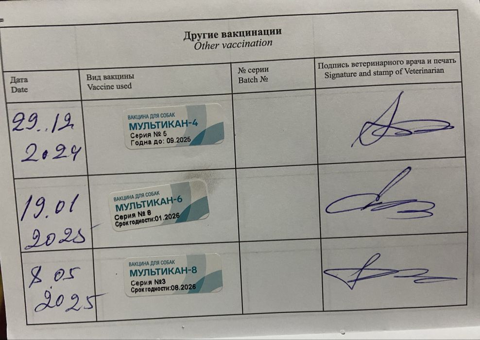 Бельгийская овчарка Малинуа