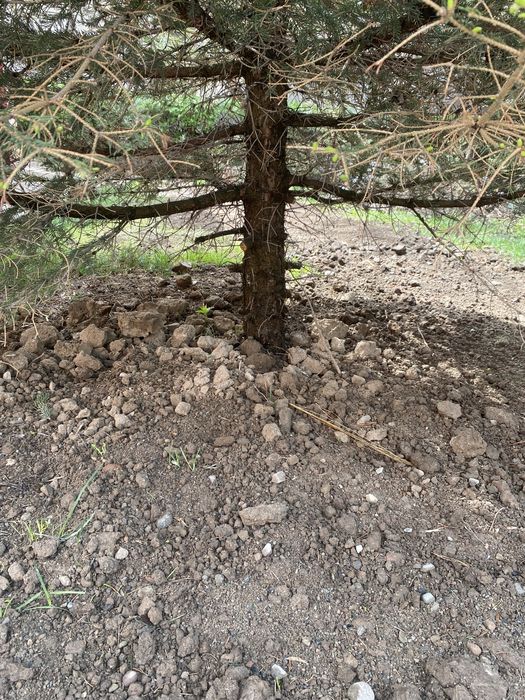 Ель высоки здоровый