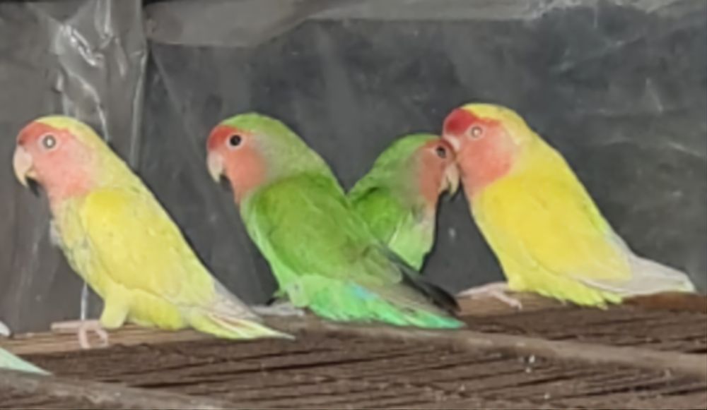 Продам попугаев  неразлучников возраст 1,5года