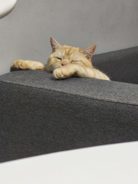 Короткошорстный британец