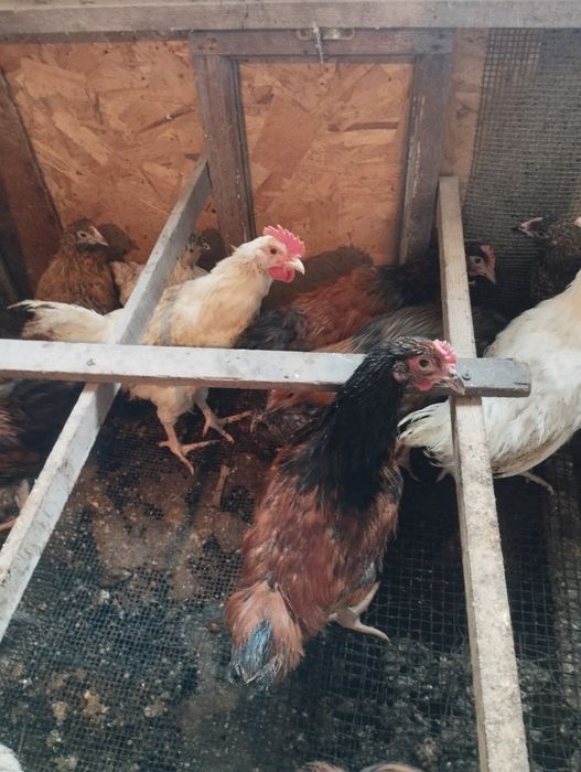 Продам суточных циплят