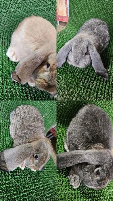 Berbec german / Urias de Transilvania